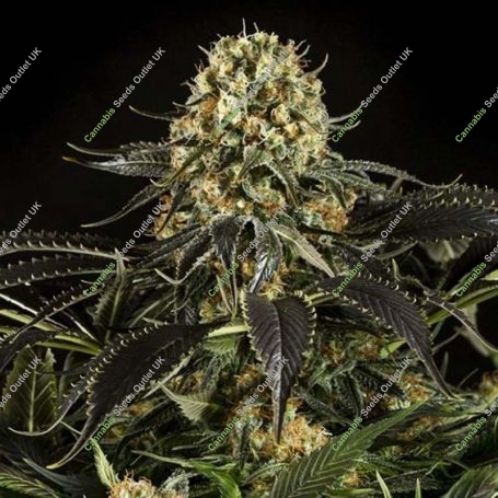 White Siberian Feminized Marijuana Strain by Dinafem Seeds For Sale Online at Cannabis Seeds Outlet