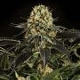 White Siberian Feminized Marijuana Strain by Dinafem Seeds For Sale Online at Cannabis Seeds Outlet