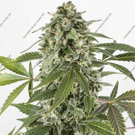White Widow Auto Feminized Marijuana Strain by Dinafem Seeds For Sale Online at Cannabis Seeds Outlet