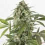 White Widow Auto Feminized Marijuana Strain by Dinafem Seeds For Sale Online at Cannabis Seeds Outlet