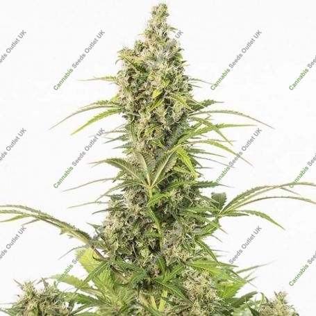 White Widow CBD Auto Feminized Marijuana Strain by Dinafem Seeds For Sale Online at Cannabis Seeds Outlet