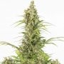White Widow CBD Auto Feminized Marijuana Strain by Dinafem Seeds For Sale Online at Cannabis Seeds Outlet
