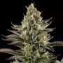White Widow Female Dinafem Cannabis Seeds