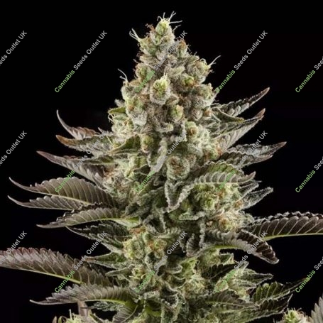 White Widow Feminized Marijuana Strain by Dinafem Seeds For Sale Online at Cannabis Seeds Outlet