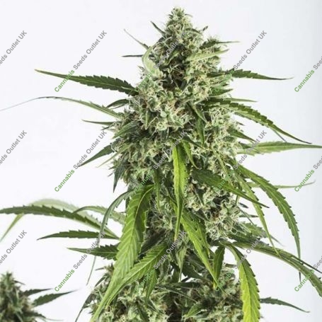 White Widow XXL Auto Feminized Marijuana Strain by Dinafem Seeds For Sale Online at Cannabis Seeds Outlet