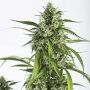 White Widow XXL Auto Feminized Marijuana Strain by Dinafem Seeds For Sale Online at Cannabis Seeds Outlet