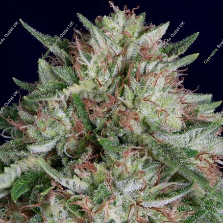 Don Avalanche Don AK Auto Feminized Marijuana Strain by Don Avalanche Seeds For Sale Online at Cannabis Seeds Outlet