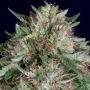 Don Avalanche Don AK Auto Feminized Marijuana Strain by Don Avalanche Seeds For Sale Online at Cannabis Seeds Outlet