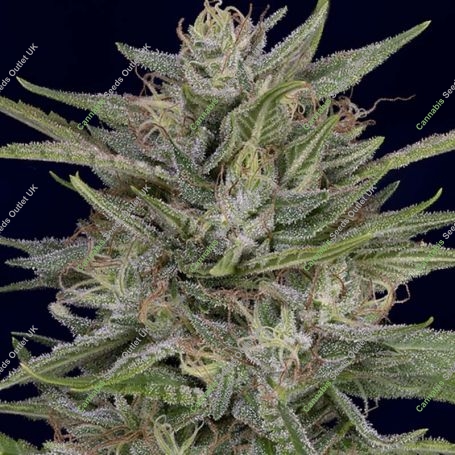 Don AK Feminized Marijuana Strain by Don Avalanche Seeds For Sale Online at Cannabis Seeds Outlet