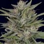 Don AK Feminized Marijuana Strain by Don Avalanche Seeds For Sale Online at Cannabis Seeds Outlet