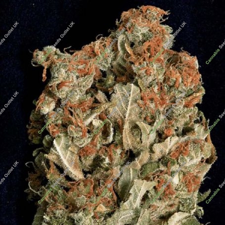 Don Amnesia Feminized Marijuana Strain by Don Avalanche Seeds For Sale Online at Cannabis Seeds Outlet