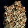 Don Amnesia Feminized Marijuana Strain by Don Avalanche Seeds For Sale Online at Cannabis Seeds Outlet