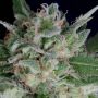 Don Blueberry Auto Female Don Avalanche Seeds