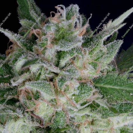 Don Blueberry Auto Feminized Marijuana Strain by Don Avalanche Seeds For Sale Online at Cannabis Seeds Outlet