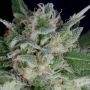 Don Blueberry Auto Feminized Marijuana Strain by Don Avalanche Seeds For Sale Online at Cannabis Seeds Outlet