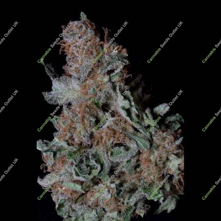 Don Blueberry Cookies Feminized Marijuana Strain by Don Avalanche Seeds For Sale Online at Cannabis Seeds Outlet