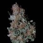 Don Blueberry Cookies Feminized Marijuana Strain by Don Avalanche Seeds For Sale Online at Cannabis Seeds Outlet