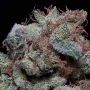 Don Cherry Pie Feminized Marijuana Strain by Don Avalanche Seeds For Sale Online at Cannabis Seeds Outlet