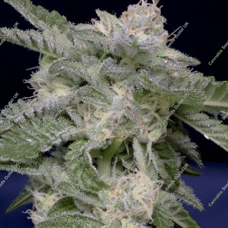 Don Critical Crack Feminized Marijuana Strain by Don Avalanche Seeds For Sale Online at Cannabis Seeds Outlet