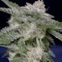 Don Critical Crack Feminized Marijuana Strain by Don Avalanche Seeds For Sale Online at Cannabis Seeds Outlet