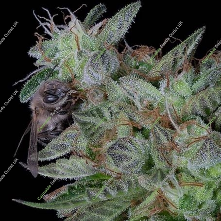 Don Do Si Dos Feminized Marijuana Strain by Don Avalanche Seeds For Sale Online at Cannabis Seeds Outlet