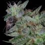 Don Do Si Dos Feminized Marijuana Strain by Don Avalanche Seeds For Sale Online at Cannabis Seeds Outlet
