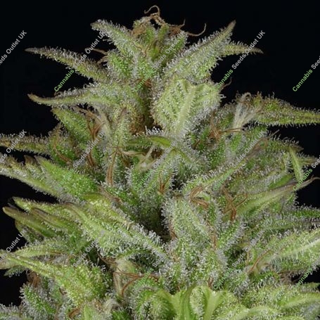Don Gelato Auto Feminized Marijuana Strain by Don Avalanche Seeds For Sale Online at Cannabis Seeds Outlet