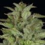 Don Gelato Auto Feminized Marijuana Strain by Don Avalanche Seeds For Sale Online at Cannabis Seeds Outlet