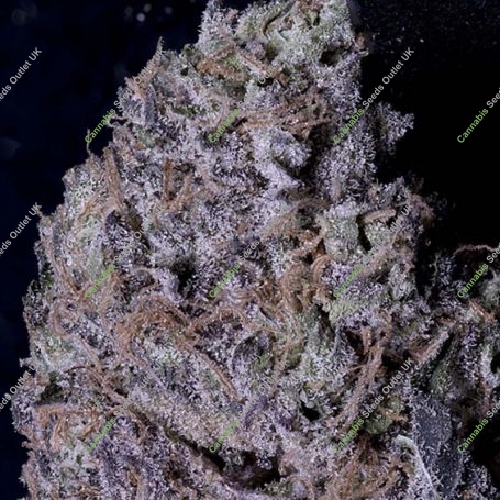 Don Gelato Feminized Marijuana Strain by Don Avalanche Seeds For Sale Online at Cannabis Seeds Outlet