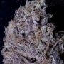 Don Gelato Feminized Marijuana Strain by Don Avalanche Seeds For Sale Online at Cannabis Seeds Outlet