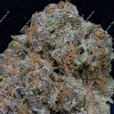 Don Girl Scout Cookies Feminized Marijuana Strain by Don Avalanche Seeds For Sale Online at Cannabis Seeds Outlet