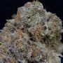 Don Girl Scout Cookies Feminized Marijuana Strain by Don Avalanche Seeds For Sale Online at Cannabis Seeds Outlet