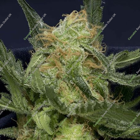 Don Gorilla Glue Auto Feminized Marijuana Strain by Don Avalanche Seeds For Sale Online at Cannabis Seeds Outlet