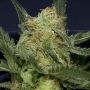 Don Gorilla Glue Auto Feminized Marijuana Strain by Don Avalanche Seeds For Sale Online at Cannabis Seeds Outlet