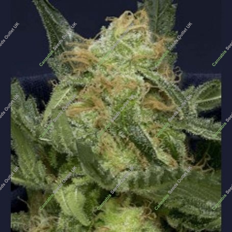 Don Gorilla Glue Feminized Marijuana Strain by Don Avalanche Seeds For Sale Online at Cannabis Seeds Outlet