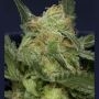 Don Gorilla Glue Feminized Marijuana Strain by Don Avalanche Seeds For Sale Online at Cannabis Seeds Outlet