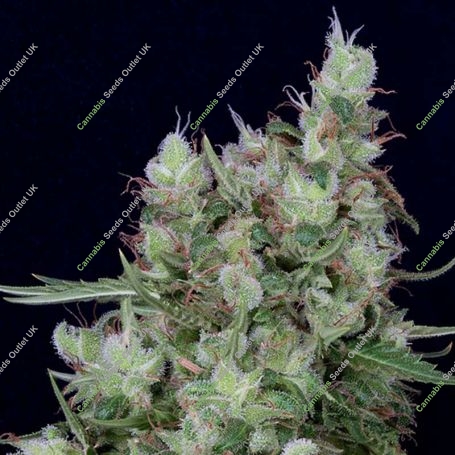 Don Grateful Chemdawg Feminized Marijuana Strain by Don Avalanche Seeds For Sale Online at Cannabis Seeds Outlet