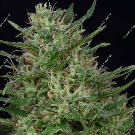 Don Green Crack Feminized Marijuana Strain by Don Avalanche Seeds For Sale Online at Cannabis Seeds Outlet