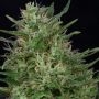 Don Green Crack Feminized Marijuana Strain by Don Avalanche Seeds For Sale Online at Cannabis Seeds Outlet