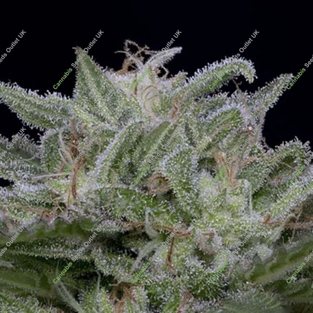 Don Lemon Glue Feminized Marijuana Strain by Don Avalanche Seeds For Sale Online at Cannabis Seeds Outlet