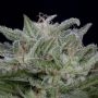 Don Lemon Glue Feminized Marijuana Strain by Don Avalanche Seeds For Sale Online at Cannabis Seeds Outlet