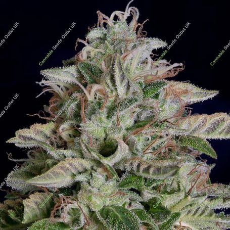 Don Megalodon Feminized Marijuana Strain by Don Avalanche Seeds For Sale Online at Cannabis Seeds Outlet