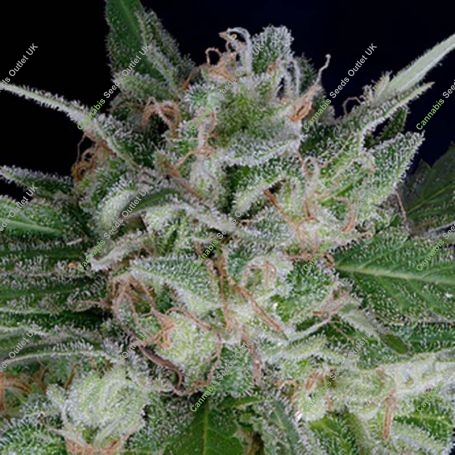 Don OG Kush Auto Feminized Marijuana Strain by Don Avalanche Seeds For Sale Online at Cannabis Seeds Outlet