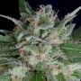 Don OG Kush Auto Feminized Marijuana Strain by Don Avalanche Seeds For Sale Online at Cannabis Seeds Outlet
