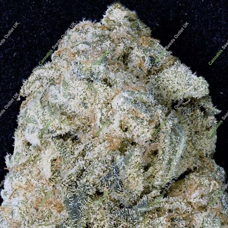 Don OG Kush Feminized Marijuana Strain by Don Avalanche Seeds For Sale Online at Cannabis Seeds Outlet