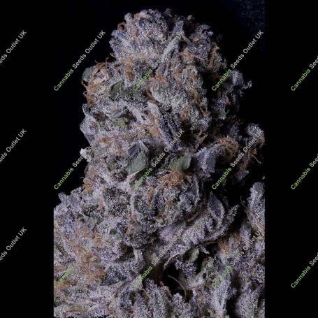 Don Purple Dick Feminized Marijuana Strain by Don Avalanche Seeds For Sale Online at Cannabis Seeds Outlet