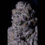 Don Purple Dick Feminized Marijuana Strain by Don Avalanche Seeds For Sale Online at Cannabis Seeds Outlet