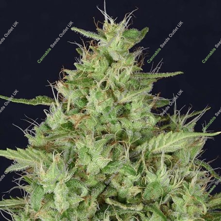 Don Star Dawg Feminized Marijuana Strain by Don Avalanche Seeds For Sale Online at Cannabis Seeds Outlet
