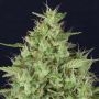 Don Star Dawg Feminized Marijuana Strain by Don Avalanche Seeds For Sale Online at Cannabis Seeds Outlet