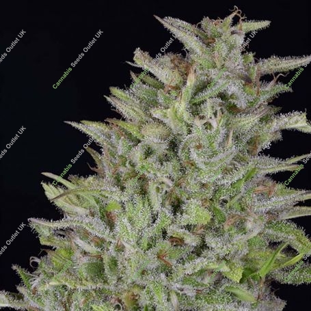 Don Wedding Cake Feminized Marijuana Strain by Don Avalanche Seeds For Sale Online at Cannabis Seeds Outlet